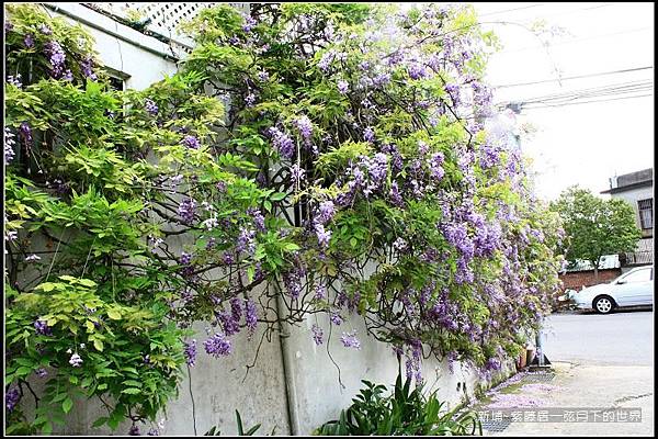 新埔~紫藤居賞紫藤花  (19).jpg