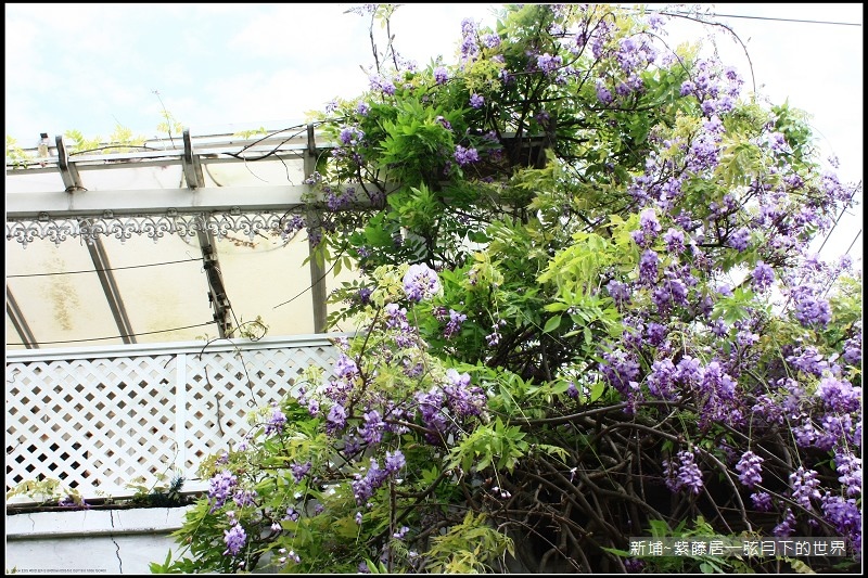 新埔~紫藤居賞紫藤花  (21).jpg