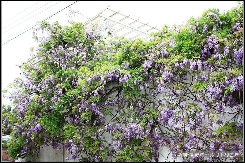 新埔~紫藤居賞紫藤花  (26).jpg