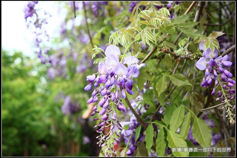 新埔~紫藤居賞紫藤花  (28).jpg