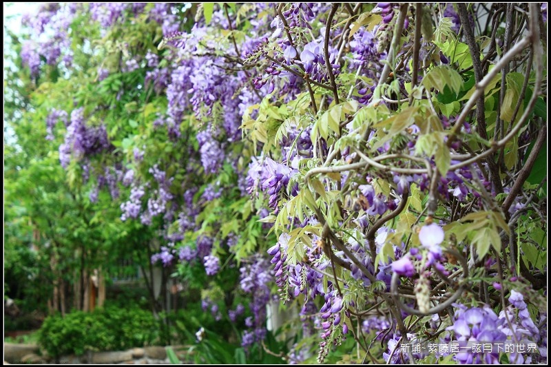 新埔~紫藤居賞紫藤花  (31).jpg