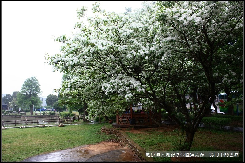 龜山區大湖紀念公園賞流蘇 (2).jpg