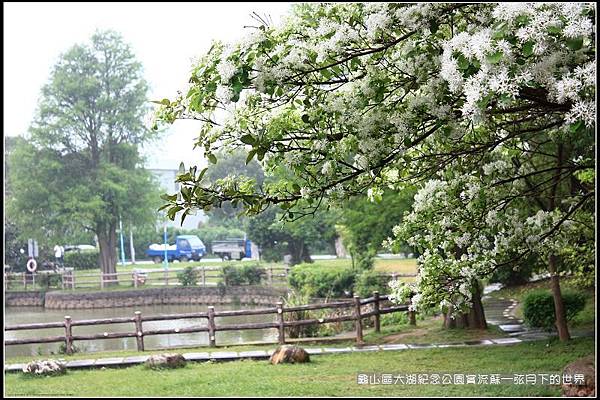 龜山區大湖紀念公園賞流蘇 (5).jpg