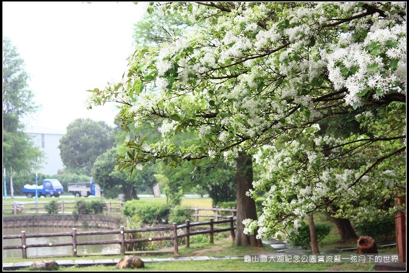 龜山區大湖紀念公園賞流蘇 (4).jpg