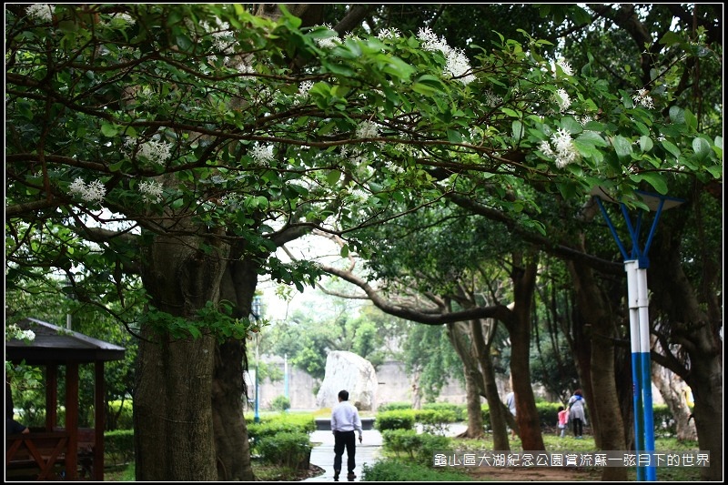 龜山區大湖紀念公園賞流蘇 (6).jpg