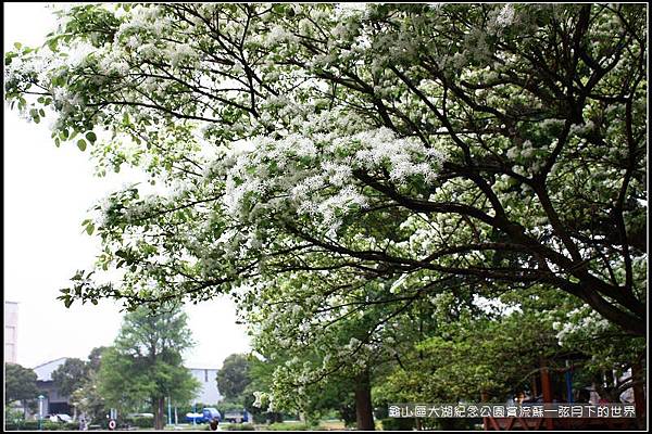 龜山區大湖紀念公園賞流蘇 (10).jpg