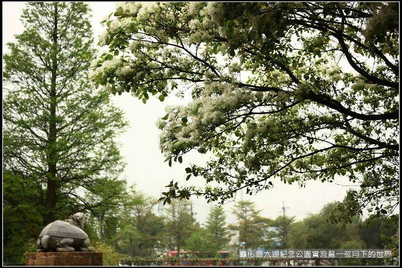 龜山區大湖紀念公園賞流蘇 (9).jpg