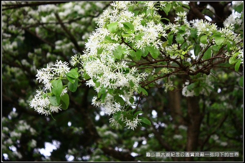 龜山區大湖紀念公園賞流蘇 (15).jpg