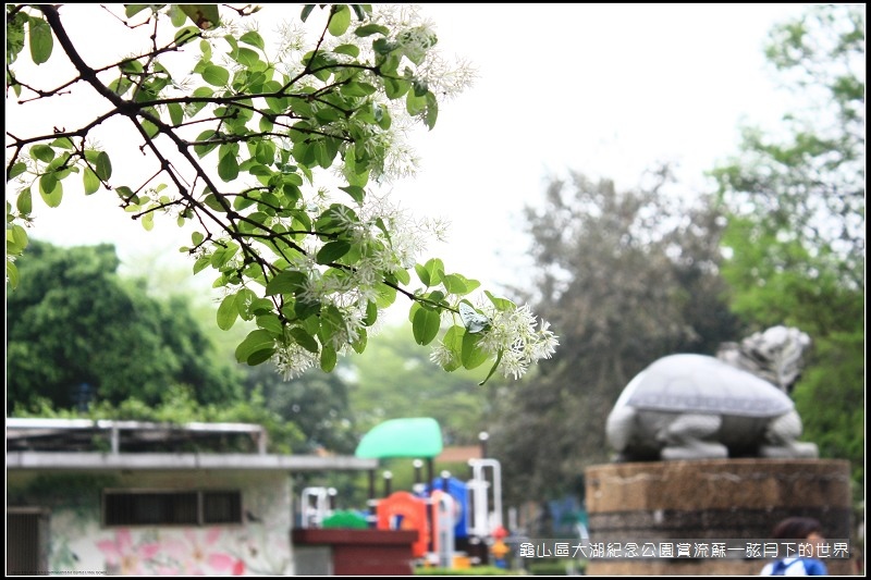 龜山區大湖紀念公園賞流蘇 (13).jpg