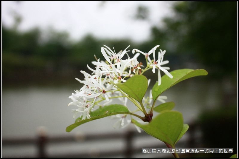 龜山區大湖紀念公園賞流蘇 (21).jpg