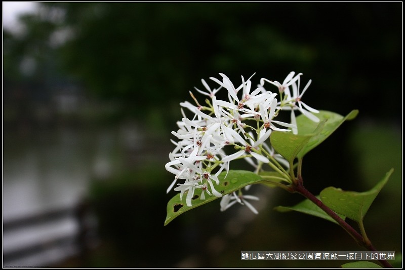 龜山區大湖紀念公園賞流蘇 (20).jpg