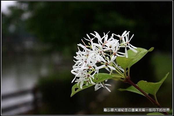 龜山區大湖紀念公園賞流蘇 (20).jpg