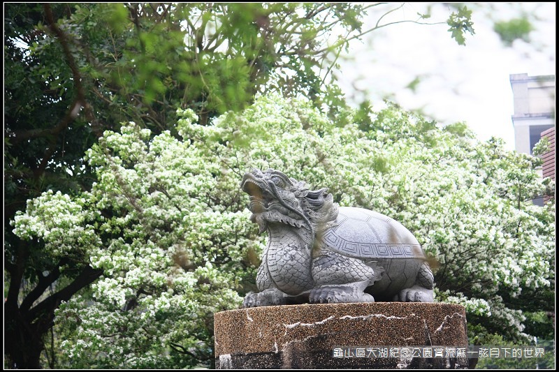 龜山區大湖紀念公園賞流蘇 (24).jpg