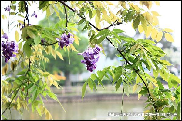 龜山區大湖紀念公園賞紫藤 (19).jpg