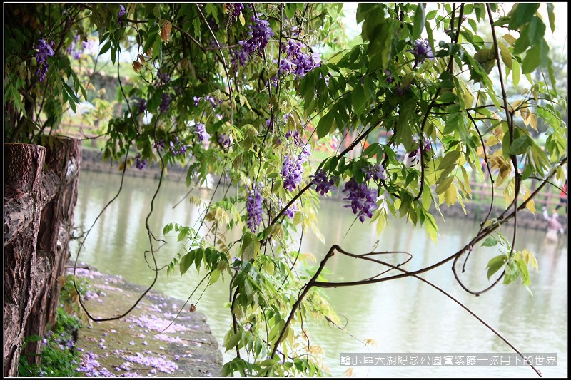 龜山區大湖紀念公園賞紫藤 (21).jpg