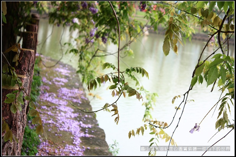 龜山區大湖紀念公園賞紫藤 (25).jpg