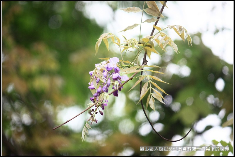 龜山區大湖紀念公園賞紫藤 (30).jpg