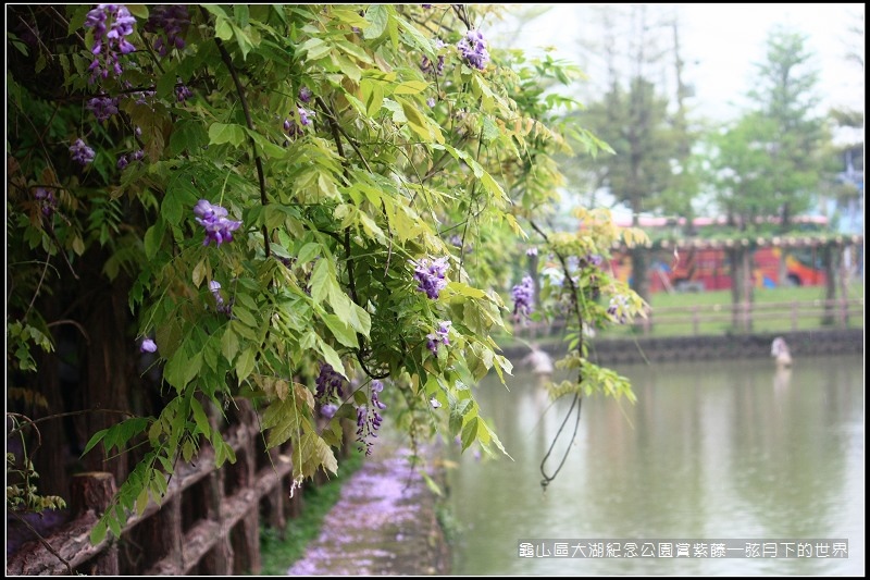 龜山區大湖紀念公園賞紫藤 (33).jpg