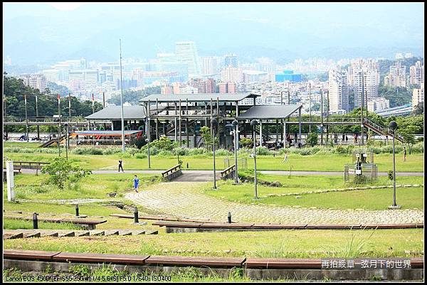 再拍綬草 (26).jpg