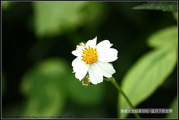 綠意盎然的霄裡大池 (9)