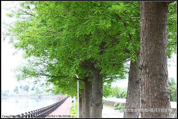 綠意盎然的霄裡大池 (22)