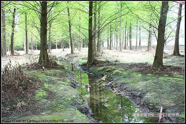 浮筧街落羽松 (22)