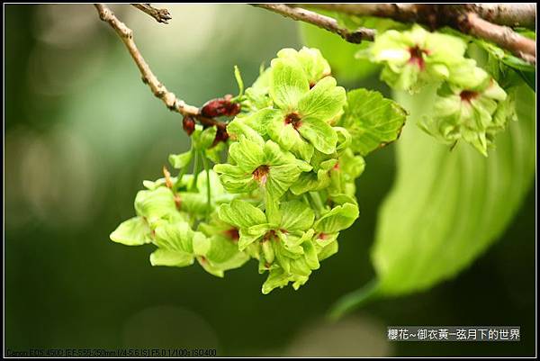 櫻花-御衣黃 (28)