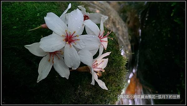 2017年龍潭小粗坑賞油桐花 (1)