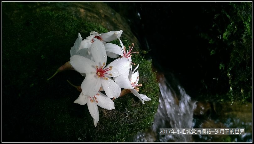 2017年龍潭小粗坑賞油桐花 (2)