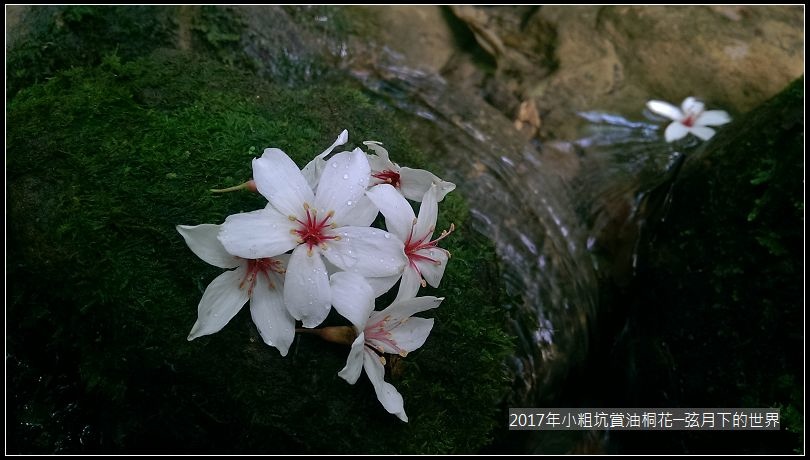 2017年龍潭小粗坑賞油桐花 (5)