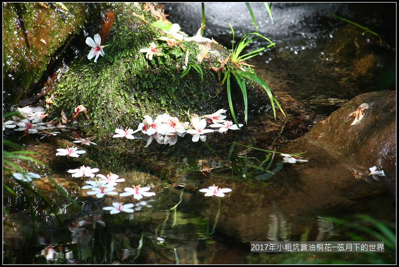 2017年龍潭小粗坑賞油桐花 (9)