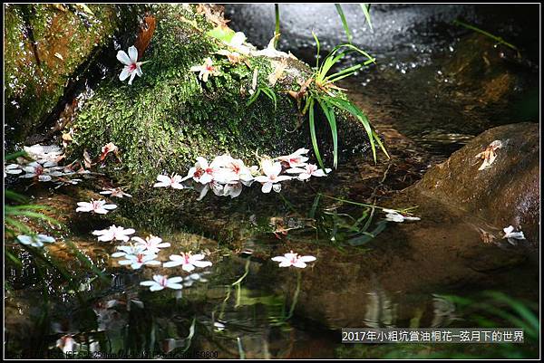 2017年龍潭小粗坑賞油桐花 (9)