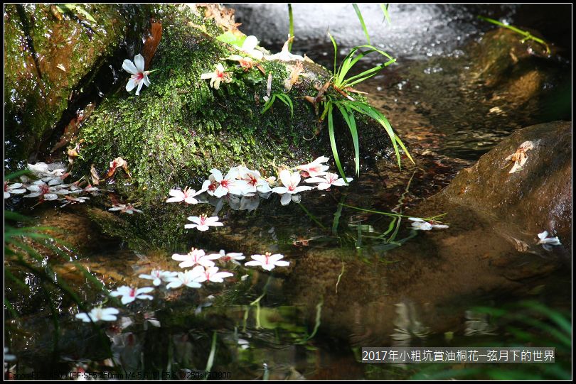 2017年龍潭小粗坑賞油桐花 (10)