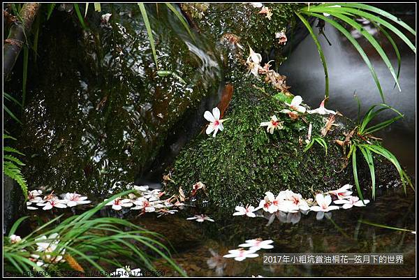 2017年龍潭小粗坑賞油桐花 (11)