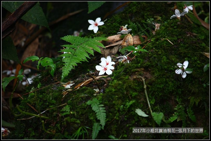 2017年龍潭小粗坑賞油桐花 (15)