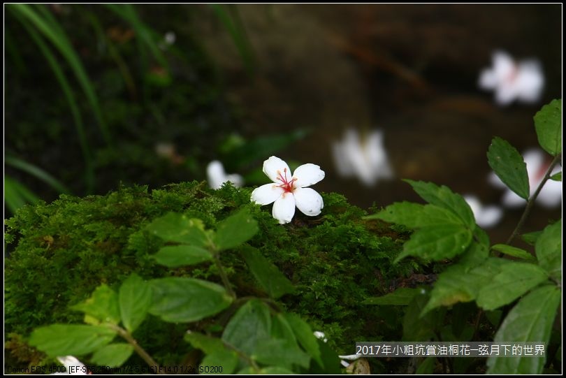 2017年龍潭小粗坑賞油桐花 (14)