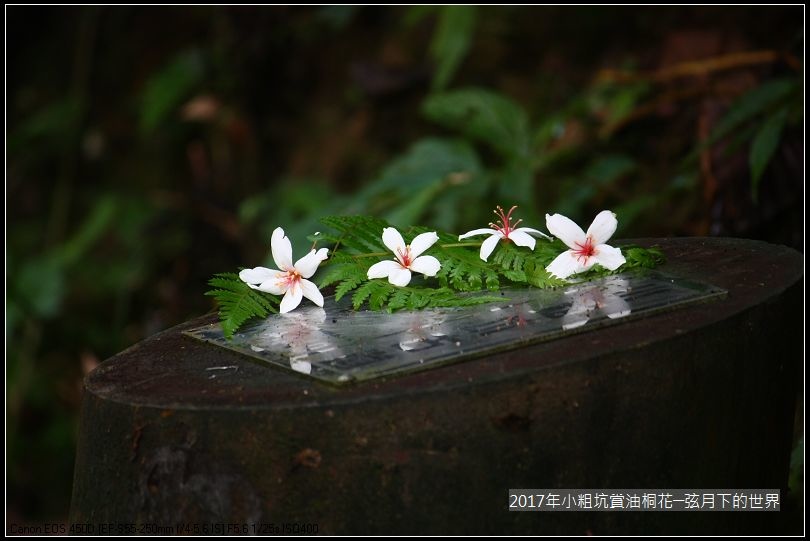 2017年龍潭小粗坑賞油桐花 (17)