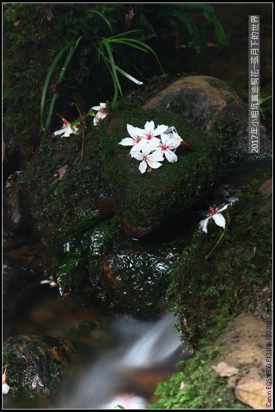 2017年龍潭小粗坑賞油桐花 (19)