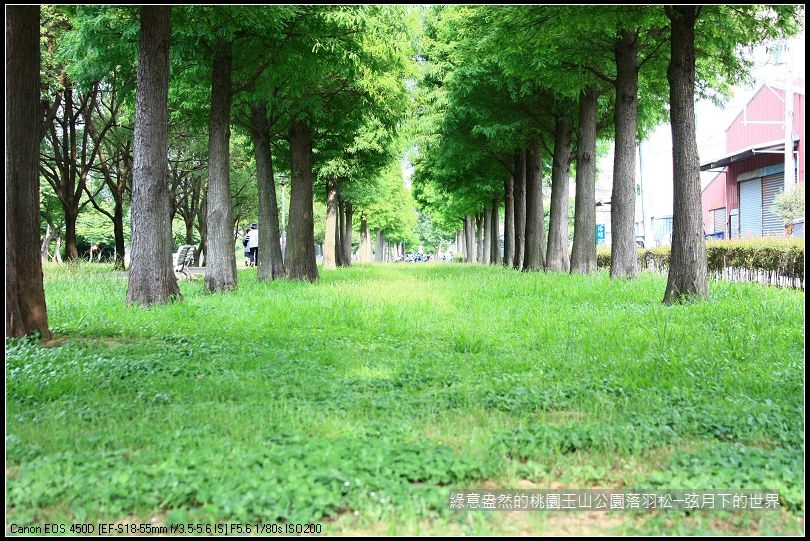 綠意盎然的玉山公園落羽松 (6)