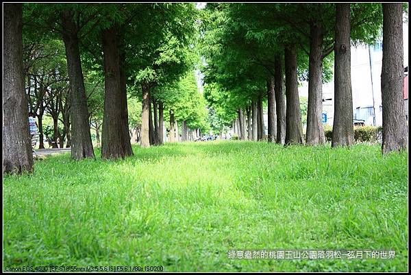 綠意盎然的玉山公園落羽松 (11)