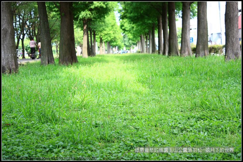 綠意盎然的玉山公園落羽松 (13)