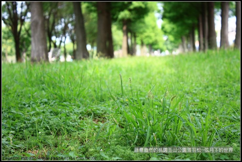 綠意盎然的玉山公園落羽松 (15)