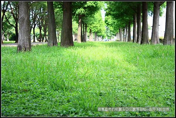 綠意盎然的玉山公園落羽松 (16)