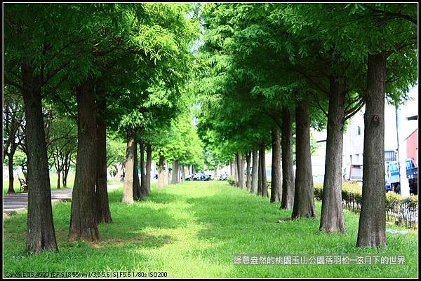 綠意盎然的玉山公園落羽松 (17)