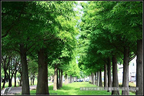 綠意盎然的玉山公園落羽松 (18)