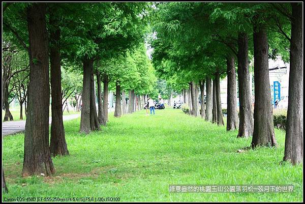 綠意盎然的玉山公園落羽松 (34)