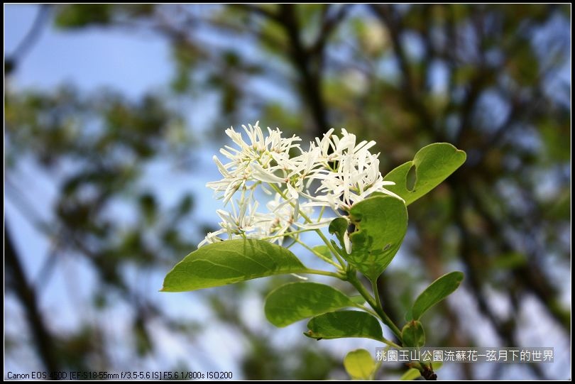 玉山公園流蘇花 (1).jpg