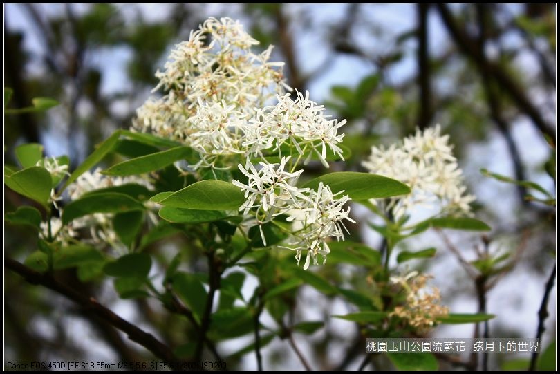 玉山公園流蘇花 (3).jpg