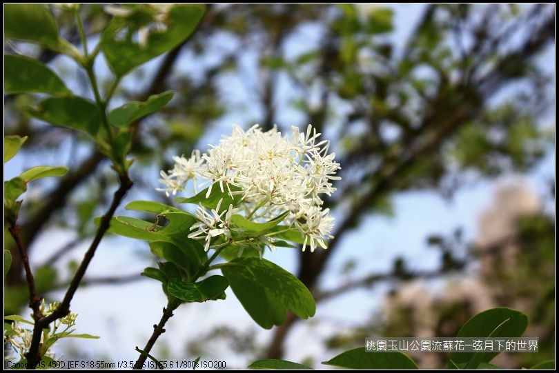 玉山公園流蘇花 (4).jpg