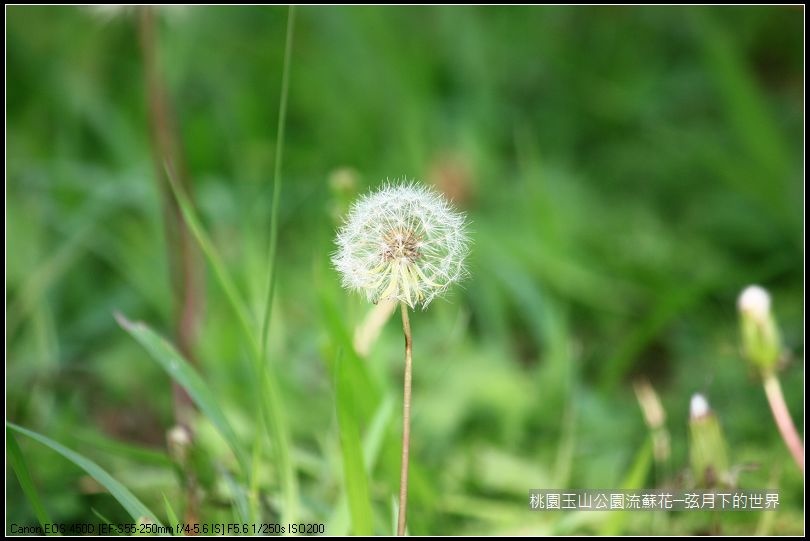 玉山公園流蘇花 (7).jpg